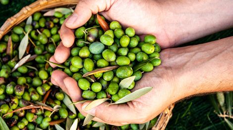 Catania Oils native content image of olive oil production