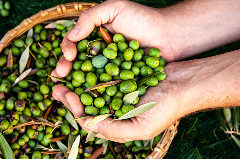 Catania Oils native content image of olive oil production