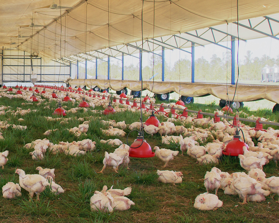 Pasturebird's interior pasture raised chicken coop