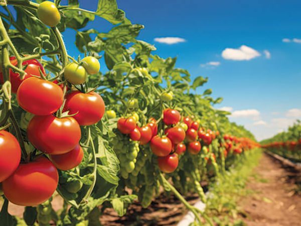Crazy Fresh Works With Midwest Growers To Secure Freshest Produce
