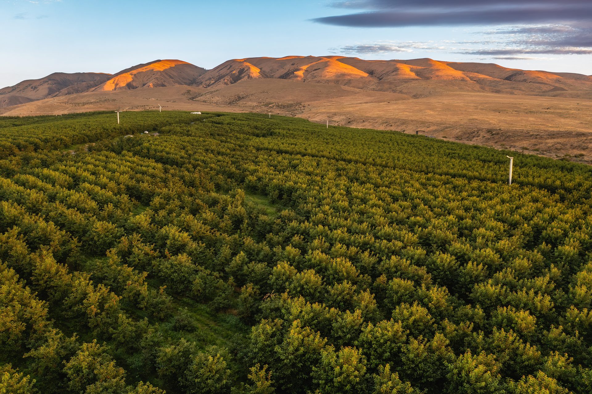 Superfresh Cherry Orchard