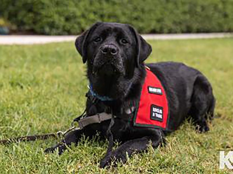 Giant Eagle, Sparkling Ice Support Military Vets, Their Service Dogs