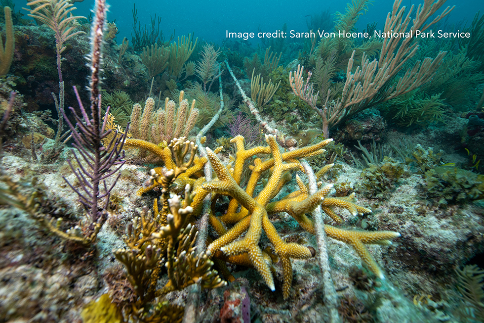 Publix coral restoration donation