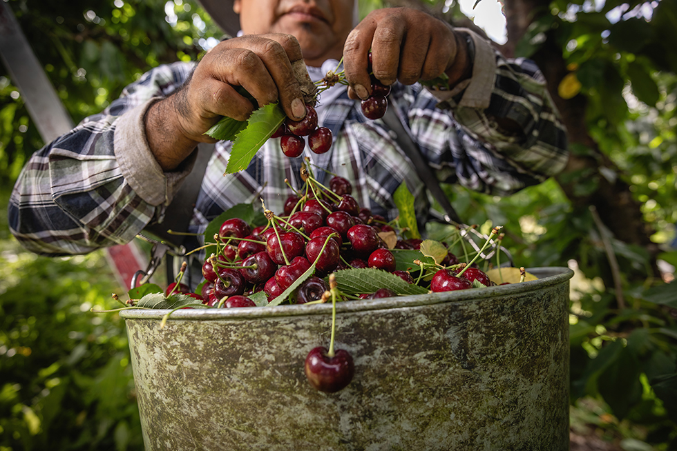 Fareway cherries