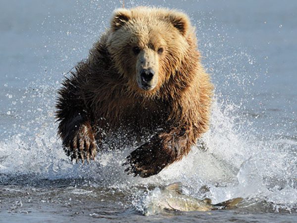 Leadership: If You’re Going To Be A Bear, Be A Grizzly