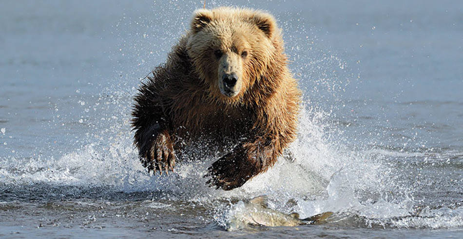 photo of grizzly bear running through water