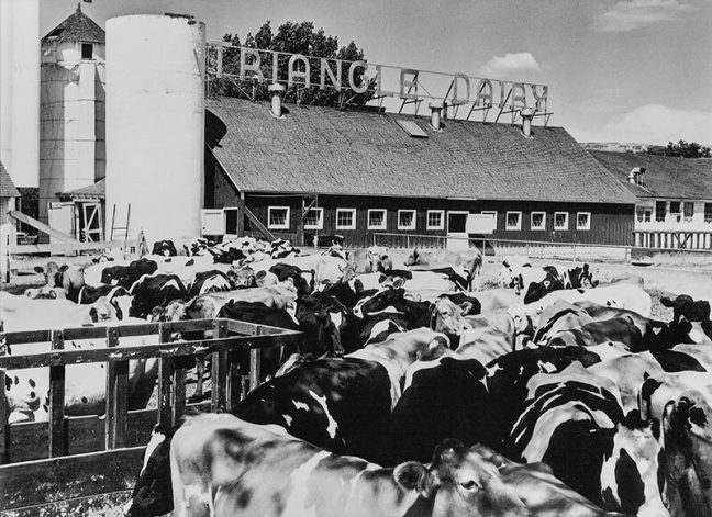 black-and-white photo of dairy cows in front of barn