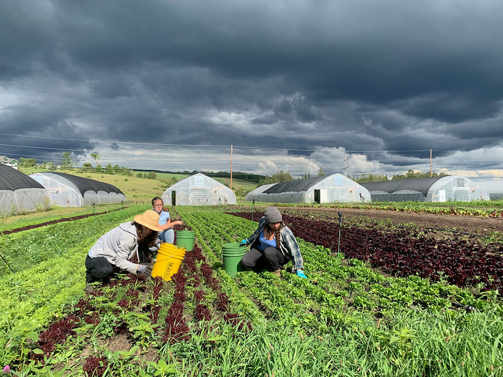 The Cornucopia Institute keeps a close eye on the organic marketplace, pursuing transparency in favor of farms that encourage soil health. Image credit: Bear Creek Farm Organic Farm in Petoskey, Michigan.