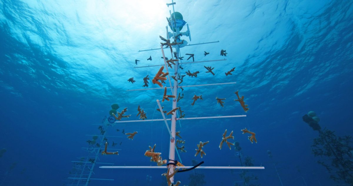 Publix coral restoration