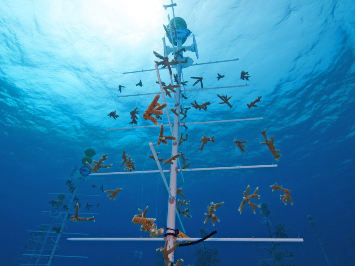 Publix Supports Coral Restoration Through Good Together Campaign