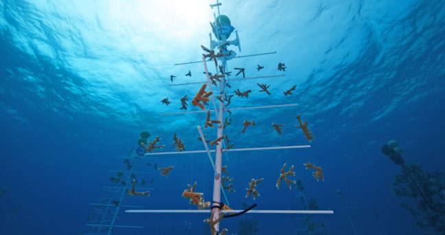 Publix Supports Coral Restoration Through Good Together Campaign