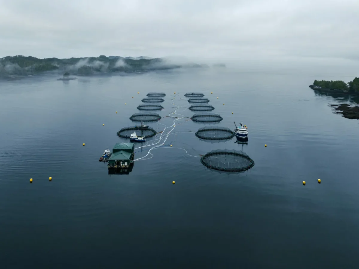 Mowi ASA Begins Feed Partnership To Lower Costs