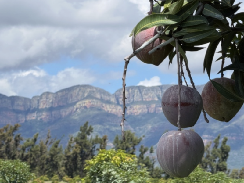 Sun World International, Mission Produce Partner To Advance Mango Category