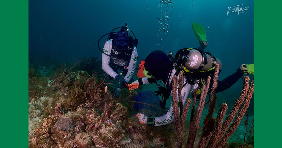 photo of Publix-funded divers removing marine debris in Florida
