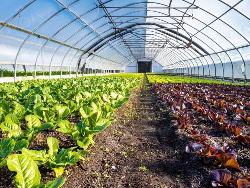 IFPA Calls For Stronger Traceability As Cyclospora Outbreak Grows