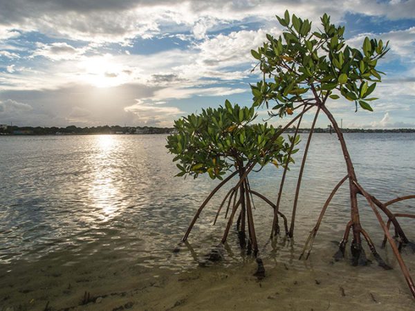 Publix Commits $1M To Nature Conservancy Projects