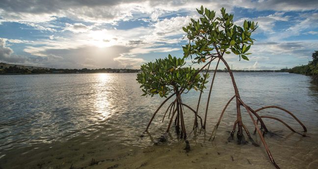 Publix Commits $1M To Nature Conservancy Projects
