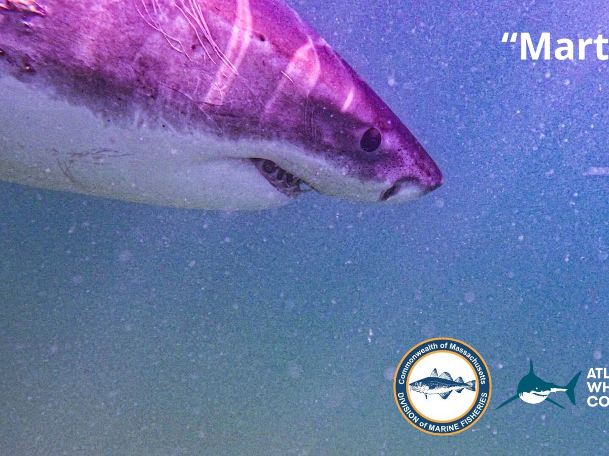 Stop & Shop Campaign Yields Tagged Great White Off Cape Cod