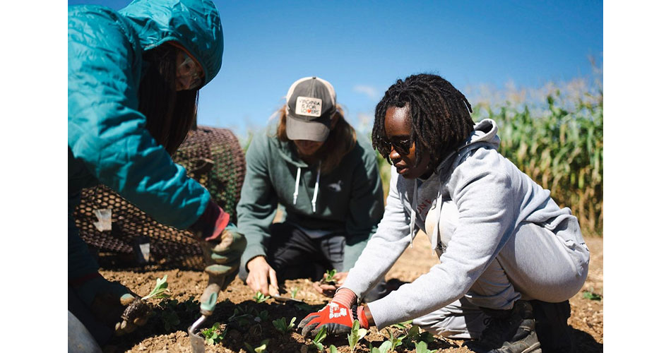 photo of three people planting in a field
