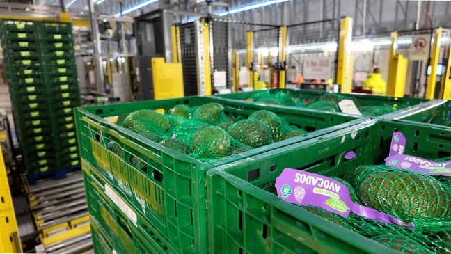 Green plastic crates filled with netted bags of avocados inside the Bardon distribution center.